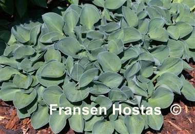 Hosta Most Popular FH Collection 2024